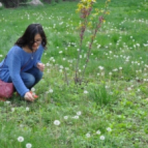 Also my first time seeing so many dandelions.